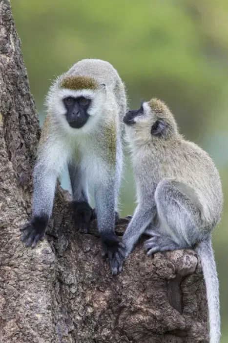 Framed Print : Africa. Tanzania. Vervet monkey (Chlorocebus pygerthrus) female and juvenile at Ngorongoro Framed Print : Africa. Tanzania. Vervet monkey (Chlorocebus pygerthrus) female and juvenile at Ngorongoro