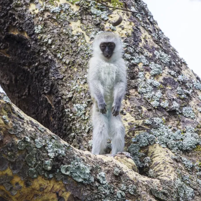 Framed Print : Africa. Tanzania. Vervet monkey (Chlorocebus pygerthrus) juvenile at Ngorongoro Crater