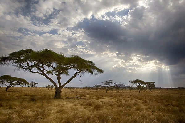 Africa. Tanzania. Views of the savanna in Serengeti NP
