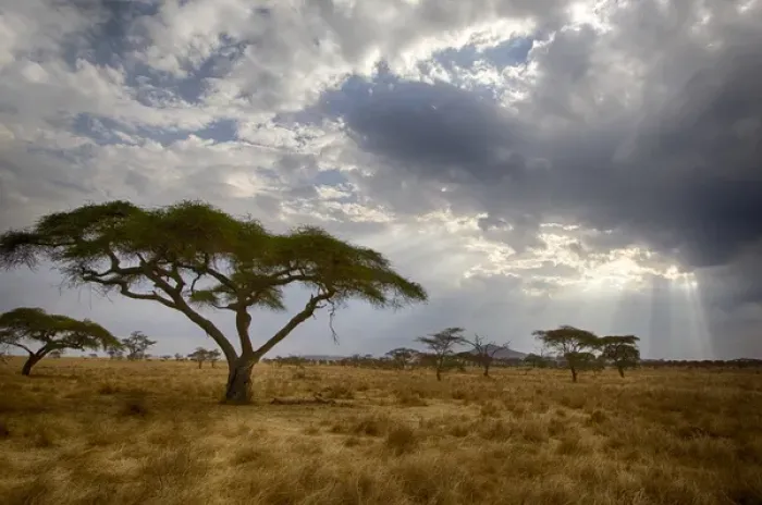 Framed Print : Africa. Tanzania. Views of the savanna in Serengeti NP