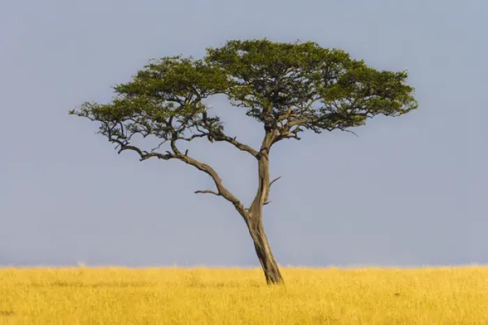 Framed Print : Africa. Tanzania. Views of the savanna in Serengeti NP Framed Print : Africa. Tanzania. Views of the savanna in Serengeti NP