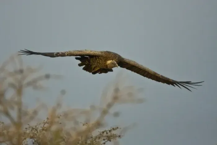 Framed Print : Africa. Tanzania. White-backed Vulture flying in Serengeti NP Framed Print : Africa. Tanzania. White-backed Vulture flying in Serengeti NP