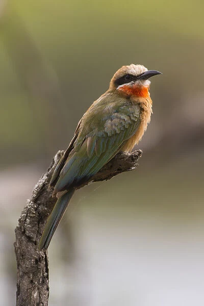 Africa. Tanzania. White-fronted bee-eater (Merops bullockoides) in Serengeti NP