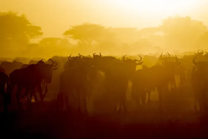 Framed Print : Africa. Tanzania. Wildebeest during the annual Great Migration in Serengeti NP Framed Print : Africa. Tanzania. Wildebeest during the annual Great Migration in Serengeti NP