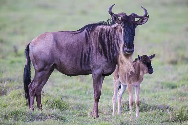 Africa. Tanzania. Wildebeest birthing during the annual Great Migration in Serengeti NP