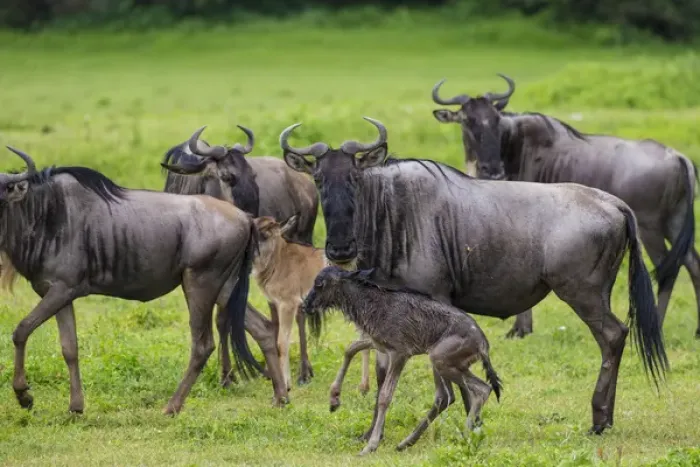Framed Print : Africa. Tanzania. Wildebeest birthing during the annual Great Migration in Serengeti NP Framed Print : Africa. Tanzania. Wildebeest birthing during the annual Great Migration in Serengeti NP