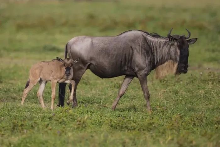 Framed Print : Africa. Tanzania. Wildebeest birthing during the annual Great Migration in Serengeti NP