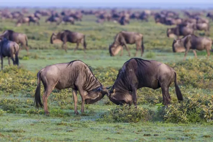 Framed Print : Africa. Tanzania. Wildebeest fighting during the annual Great Migration in Serengeti NP
