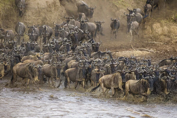 Africa. Tanzania. Wildebeest herd crossing the Mara river during the annual Great
