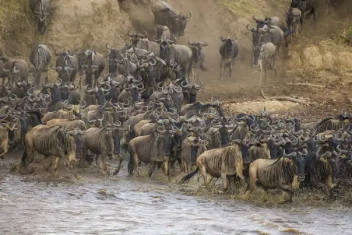 Framed Print : Africa. Tanzania. Wildebeest herd crossing the Mara river during the annual Great