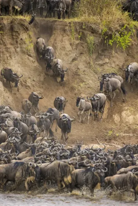 Framed Print : Africa. Tanzania. Wildebeest herd crossing the Mara river during the annual Great
