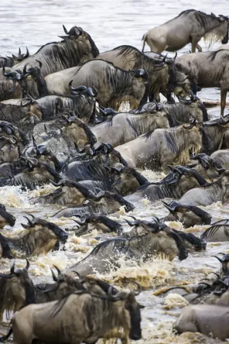 Framed Print : Africa. Tanzania. Wildebeest herd crossing the Mara river during the annual Great Framed Print : Africa. Tanzania. Wildebeest herd crossing the Mara river during the annual Great