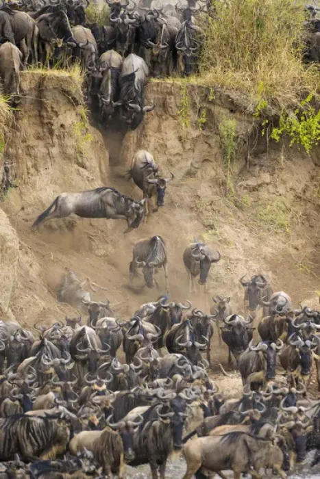 Framed Print : Africa. Tanzania. Wildebeest herd crossing the Mara river during the annual Great Framed Print : Africa. Tanzania. Wildebeest herd crossing the Mara river during the annual Great