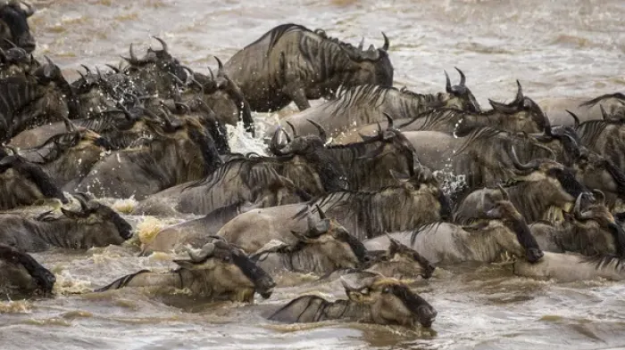 Framed Print : Africa. Tanzania. Wildebeest herd crossing the Mara river during the annual Great Framed Print : Africa. Tanzania. Wildebeest herd crossing the Mara river during the annual Great
