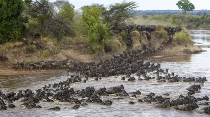 Framed Print : Africa. Tanzania. Wildebeest herd crossing the Mara river during the annual Great Framed Print : Africa. Tanzania. Wildebeest herd crossing the Mara river during the annual Great