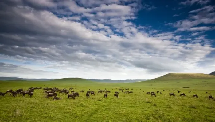 Framed Print : Africa. Tanzania. Wildebeest herd in Ngorongoro Crater, Ngorongoro Conservation Area