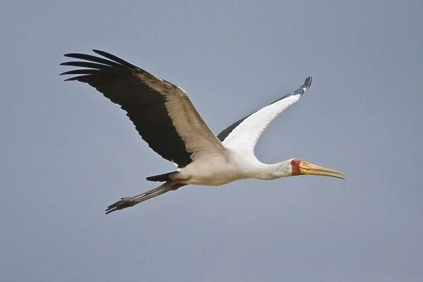 Africa. Tanzania. Yellow-billed Stork flying in Manyara NP
