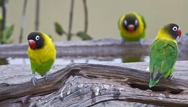 Africa. Tanzania. Yellow-collared Lovebirds at Tarangire NP