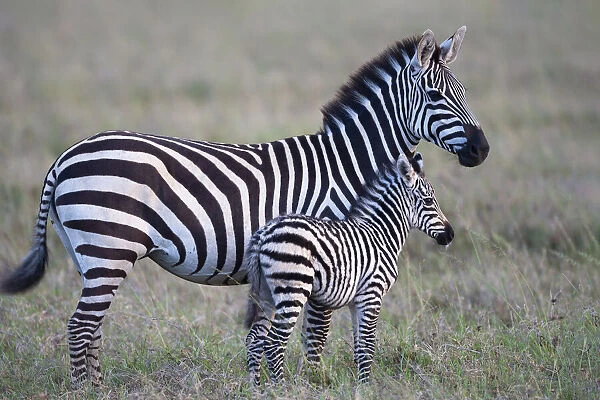 Africa, Tanzania. A young foal stands next to its mother