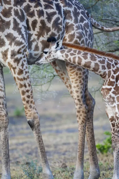 Framed Print : Africa, Tanzania. A young giraffe suckles Framed Print : Africa, Tanzania. A young giraffe suckles