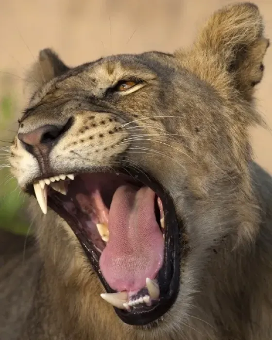Framed Print : Africa. Tanzania. Young lion yawns in Tarangire NP Framed Print : Africa. Tanzania. Young lion yawns in Tarangire NP