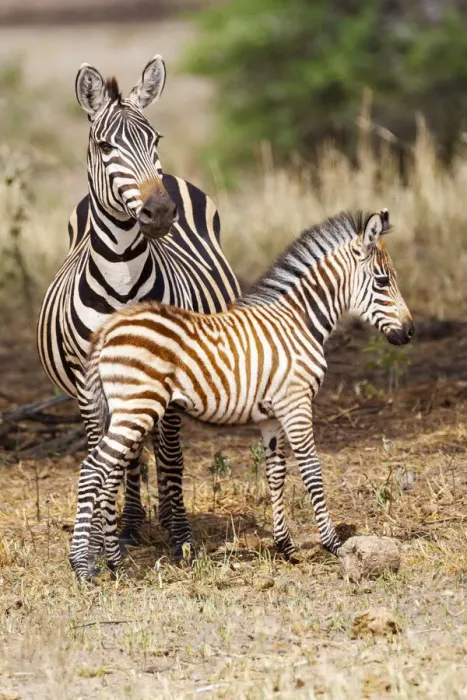 Framed Print : Africa, Tanzania. A very young zebra foal stands with its mother Framed Print : Africa, Tanzania. A very young zebra foal stands with its mother