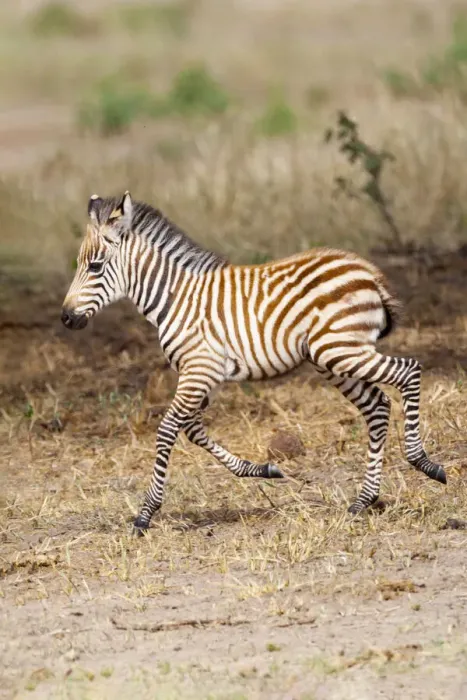 Framed Print : Africa, Tanzania. A very young zebra foal trots towards it mother
