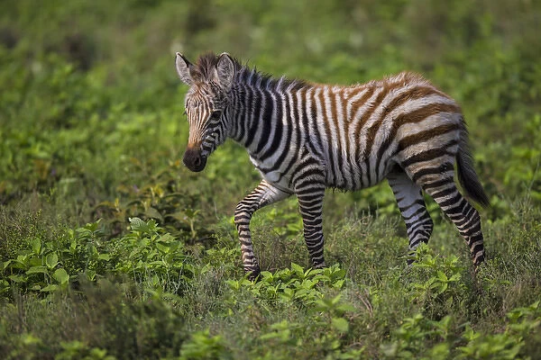 Africa. Tanzania. Zebra (Equus quagga) colt in Serengeti NP