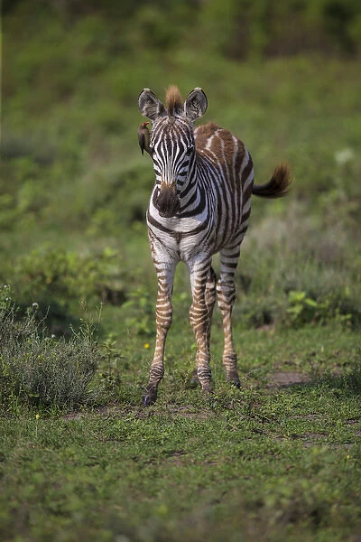 Africa. Tanzania. Zebra (Equus quagga) colt in Serengeti NP
