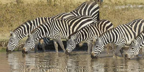 Africa. Tanzania. Zebra (Equus quagga) drinking at Ngorongoro Crater