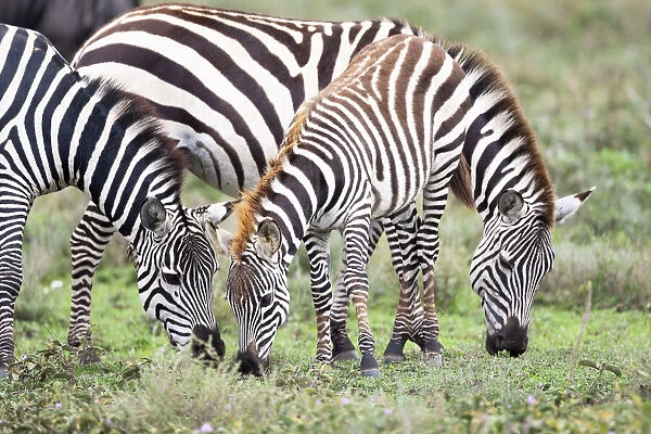 Africa, Tanzania. Two zebra graze with its brownish foal
