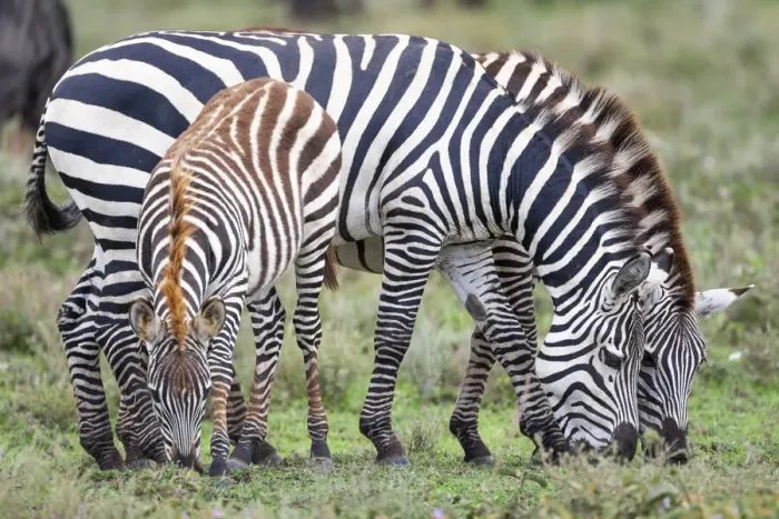 Framed Print : Africa, Tanzania. Two zebra graze with its brownish foal
