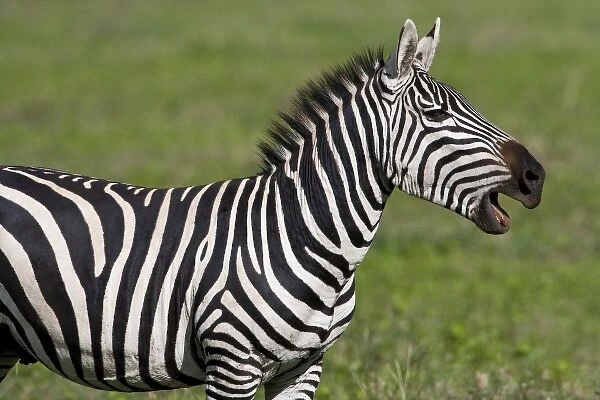 Africa. Tanzania. Zebra at Ngorongoro Crater in the Ngorongoro Conservation Area