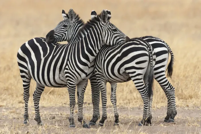 Framed Print : Africa, Tanzania. Two zebra stand together close to a third one Framed Print : Africa, Tanzania. Two zebra stand together close to a third one