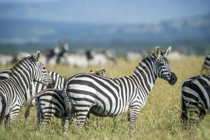 Framed Print : Africa, Tanzania, zebras