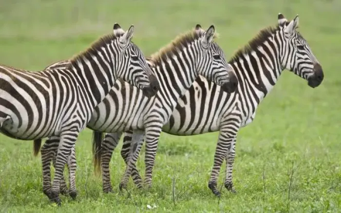 Framed Print : Africa. Tanzania. Zebras at Ngorongoro Crater in the Ngorongoro Conservation Area