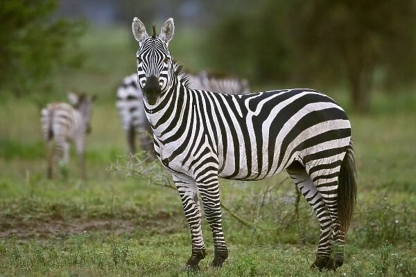 Africa. Tanzania. Zebras in the rain at Ndutu in the Ngorongoro Conservation Area