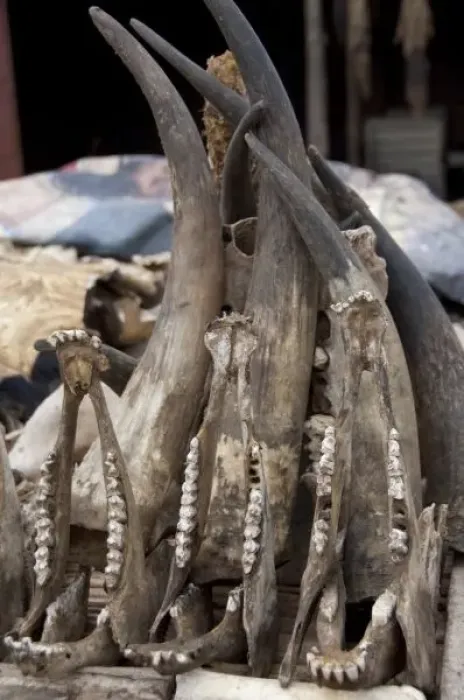 Framed Print : Africa, Togo. Lome Voodoo Fetish Market. Local market where animal bones, skin
