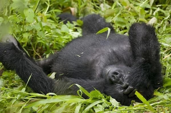 Africa, Uganda, Bwindi Impenetrable National Park, Adult Mountain Gorilla (Gorilla