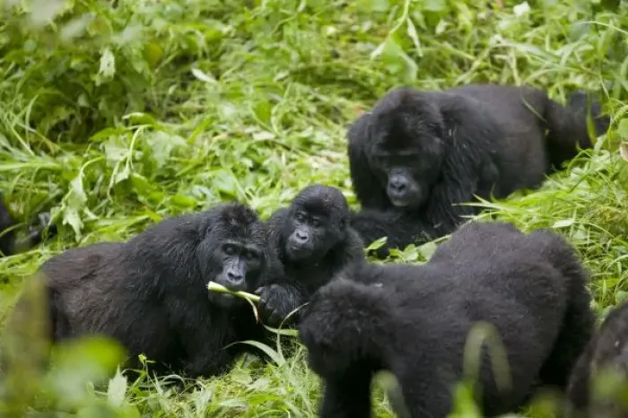 Framed Print : Africa, Uganda, Bwindi Impenetrable National Park, Mountain Gorilla troupe (Gorilla
