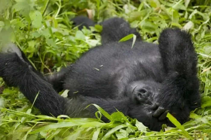 Framed Print : Africa, Uganda, Bwindi Impenetrable National Park, Adult Mountain Gorilla (Gorilla Framed Print : Africa, Uganda, Bwindi Impenetrable National Park, Adult Mountain Gorilla (Gorilla