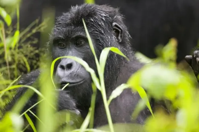 Framed Print : Africa, Uganda, Bwindi Impenetrable National Park, Adult Mountain Gorilla (Gorilla Framed Print : Africa, Uganda, Bwindi Impenetrable National Park, Adult Mountain Gorilla (Gorilla