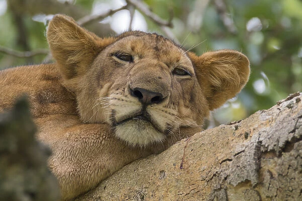 Africa, Uganda, Ishasha, Queen Elizabeth National Park. Lioness, (Panthera leo) in tree