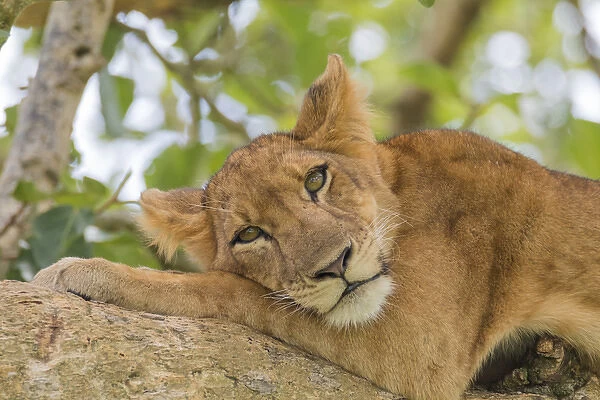 Africa, Uganda, Ishasha, Queen Elizabeth National Park. Lioness, (Panthera leo) in tree