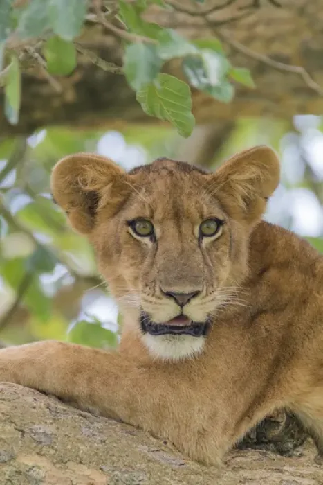 Framed Print : Africa, Uganda, Ishasha, Queen Elizabeth National Park. Lioness, (Panthera leo) in tree