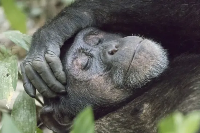 Framed Print : Africa, Uganda, Kibale Forest National Park. Chimpanzee (Pan troglodytes) in forest