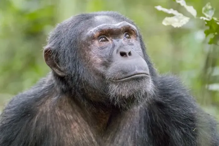 Framed Print : Africa, Uganda, Kibale Forest National Park. Chimpanzee (Pan troglodytes) in forest