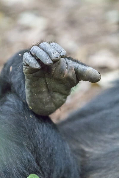 Africa, Uganda, Kibale Forest National Park. Chimpanzee (Pan troglodytes) in forest