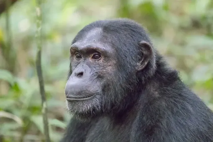 Framed Print : Africa, Uganda, Kibale Forest National Park. Chimpanzee (Pan troglodytes) in forest
