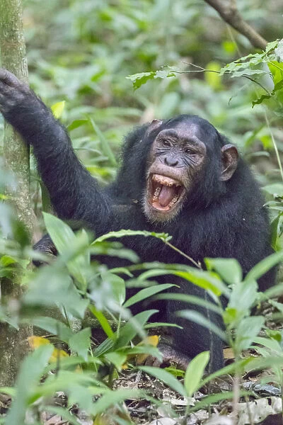Africa, Uganda, Kibale Forest National Park. Chimpanzee (Pan troglodytes) in forest